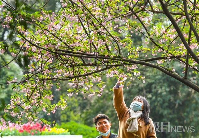 武汉植物园八成春花从野外“猎”来：红白花桃每朵花不一样，野生杜鹃王来汉40年……