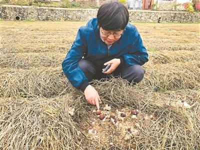 以“粤式松茸”开拓冬季“尝鲜”路