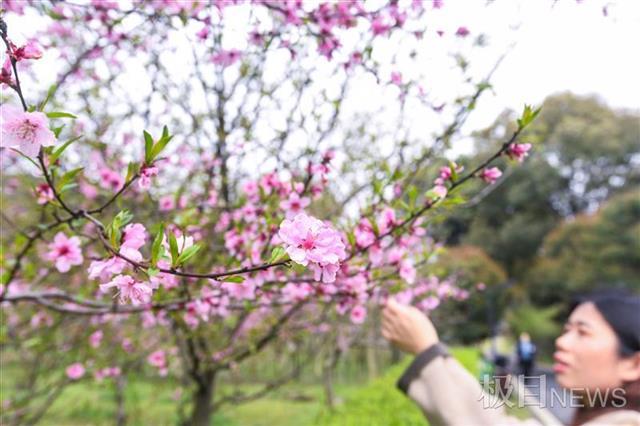 武汉植物园八成春花从野外“猎”来：红白花桃每朵花不一样，野生杜鹃王来汉40年……