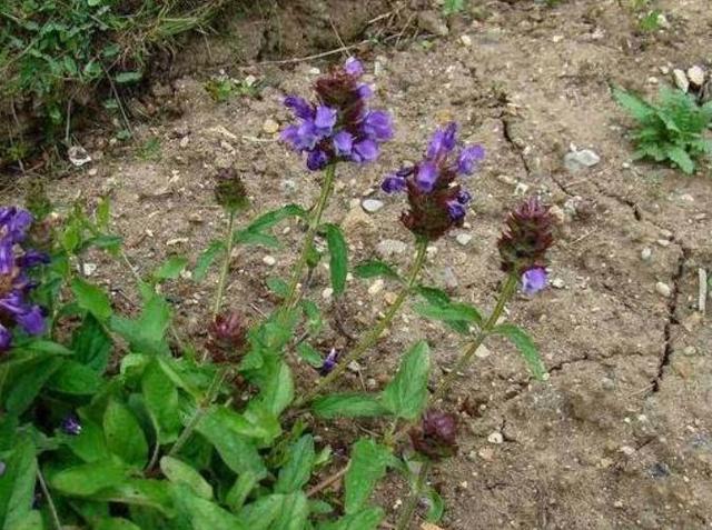 田间一植物，看似“麦穗”，其实人称“夏枯草”，见到请珍惜