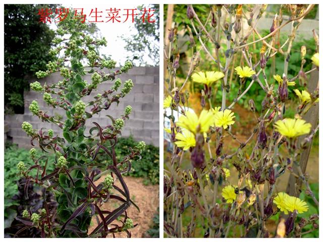 蔬菜档案叶菜类（6）紫色生菜（2个品种）