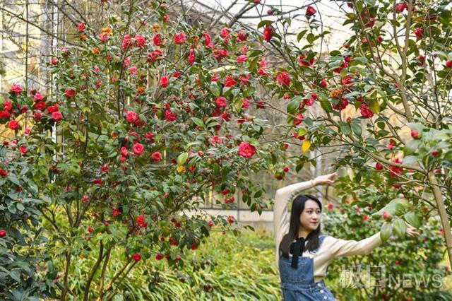 武汉植物园八成春花从野外“猎”来：红白花桃每朵花不一样，野生杜鹃王来汉40年……