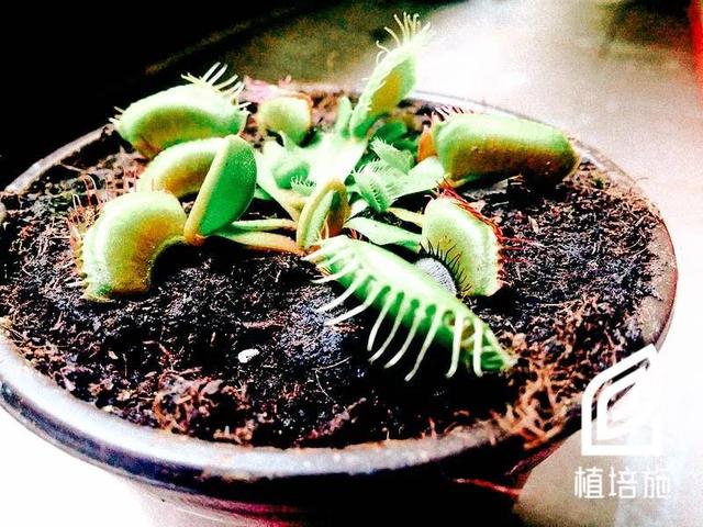 「植培施」捕蝇草 Dionaea muscipula 食虫植物栽培手册