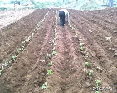 销路好、亩效益高的红薯品种与栽种方式