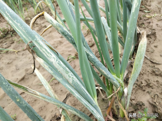 怎样才算是葱正确的种植方法？需要注意什么？