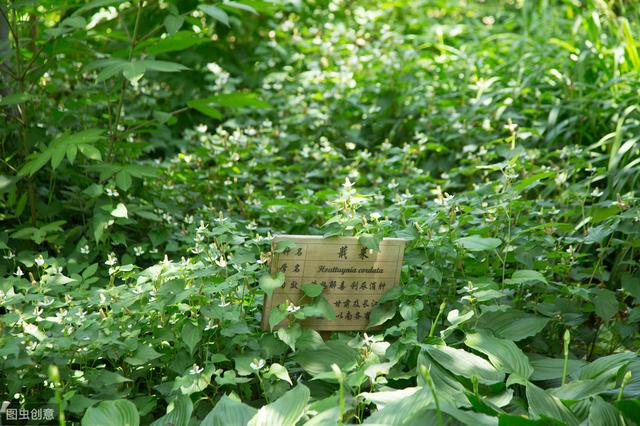 清热解毒的鱼腥草种植该如何进行？鱼腥草的高产种植技术