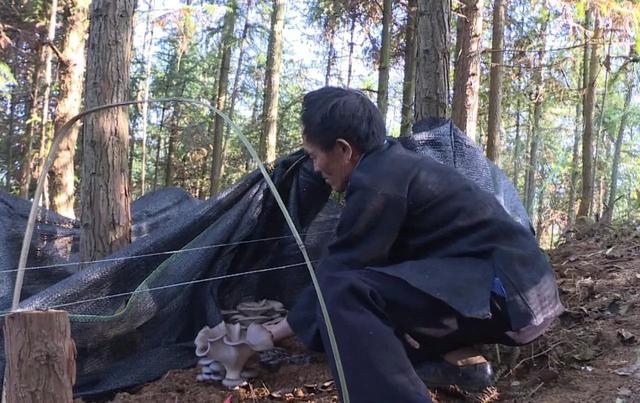 关岭向阳村：林下种植食用菌 拓宽群众致富路