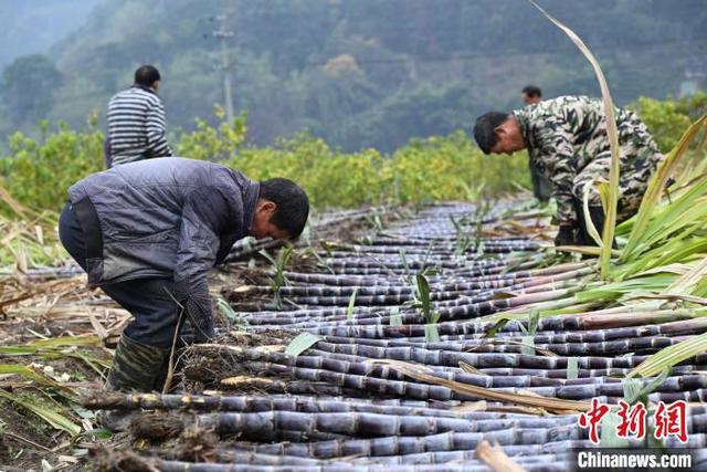 古法榨糖涅槃重生 “甜蜜”产业助乡村振兴