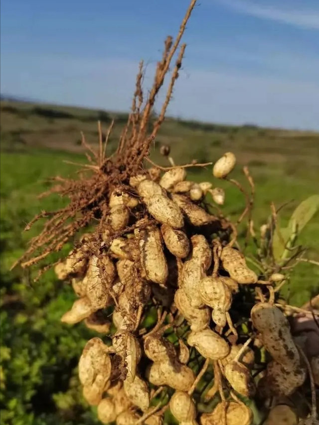 花生要这样进行栽培，注重土壤管理，使用多种技术与措施