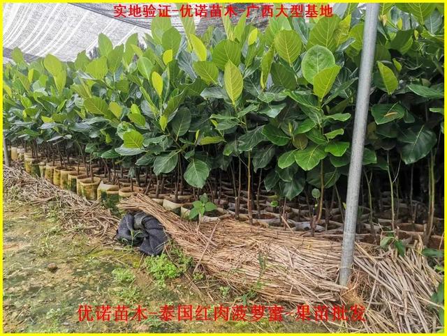 新特色品种泰国红肉菠萝蜜嫁接果苗 泰国8号菠萝蜜 泰国12号菠萝蜜