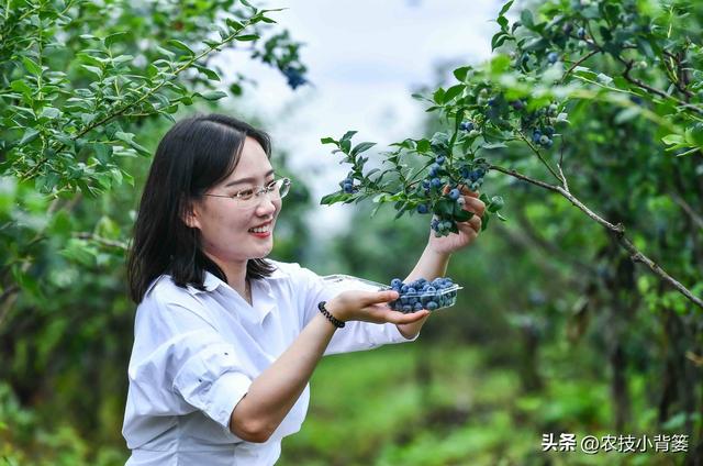 怎样才能种活又种好蓝莓？种植蓝莓有3大基本要求，具体怎么做？