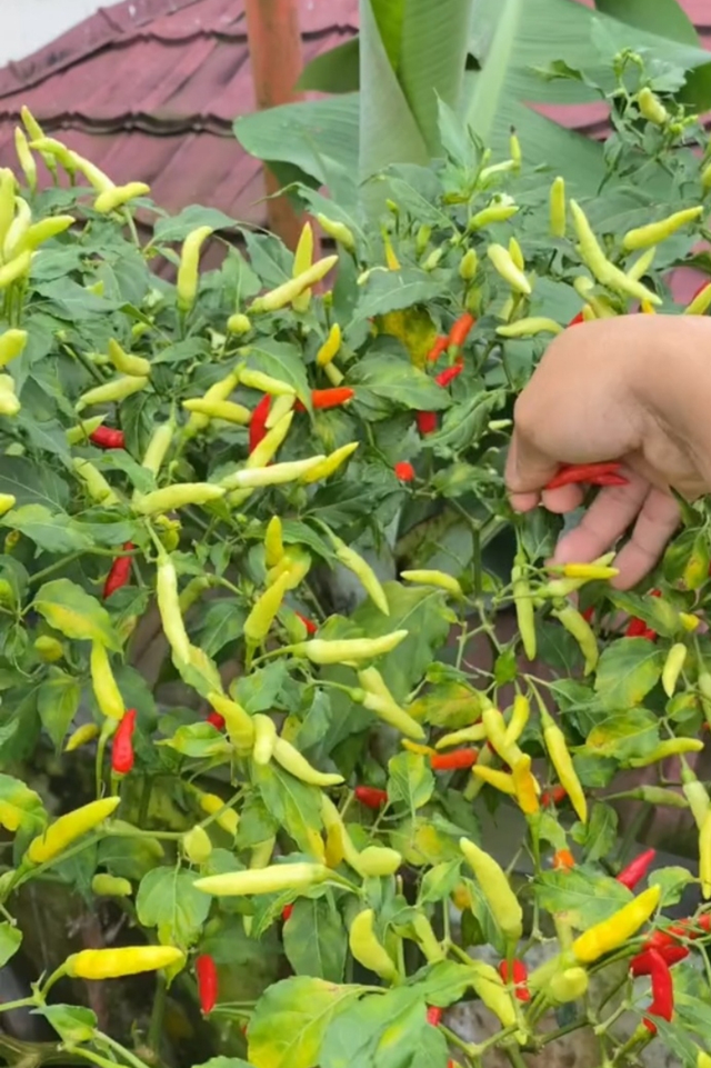 学会简单的辣椒种植技术，3个月后，不用去菜市场买了