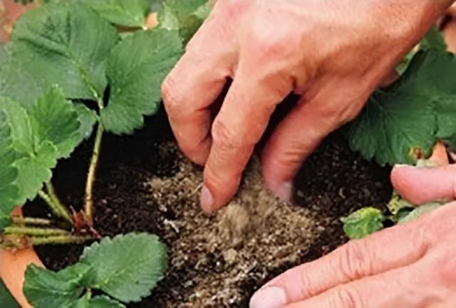 盆栽草莓选择四季品种，这样栽种可使收获期大大地延长