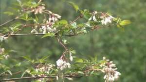 花菜种植基地(发展生态经济 四川万源2000亩树花菜助力村民脱贫致富)