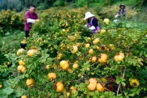 贵州可以种植哪些水果(贵州对话墨西哥城：两种“刺梨”，共品丰收甜蜜)