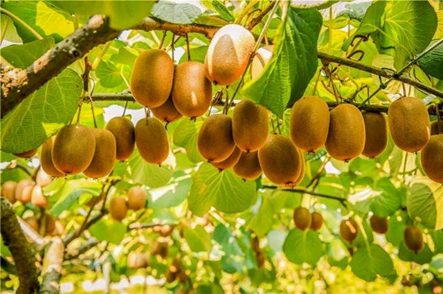 「干货」种植猕猴桃的土壤管理要点