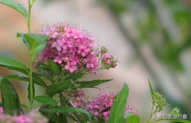 它花香淡雅给人一种清纯的美感，还能表达你对对方的一往情深