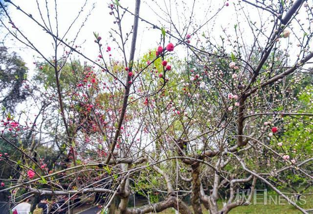 武汉植物园八成春花从野外“猎”来：红白花桃每朵花不一样，野生杜鹃王来汉40年……