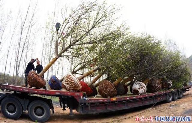 河南南召：玉兰苗木成为致富“摇钱树”