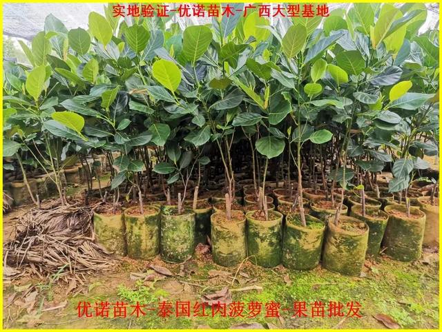 新特色品种泰国红肉菠萝蜜嫁接果苗 泰国8号菠萝蜜 泰国12号菠萝蜜