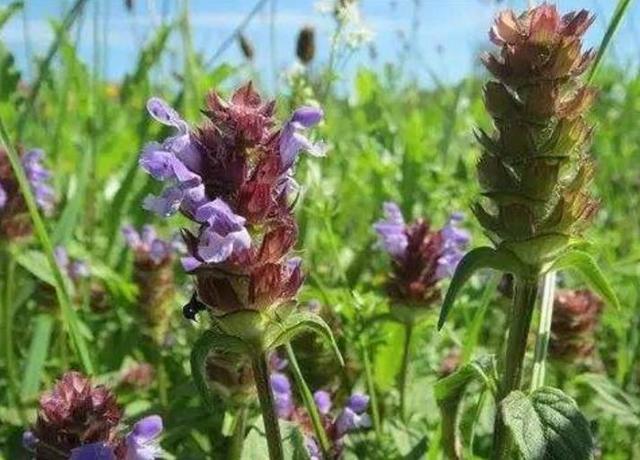 田间一植物，看似“麦穗”，其实人称“夏枯草”，见到请珍惜