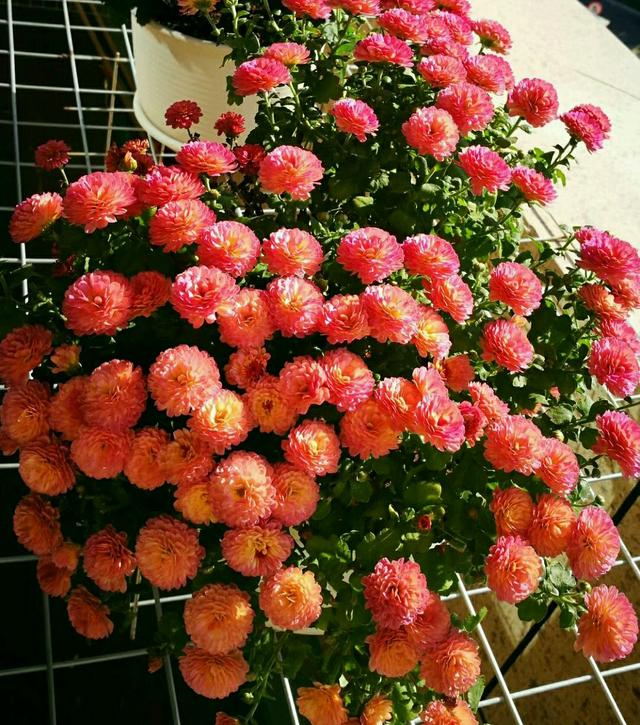 阳台盆栽“新宠儿”—千头菊，美丽壮观，三季有花开，养护也简单