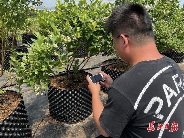 美味不用等！这家企业让鄂产蓝莓提前一个月上市