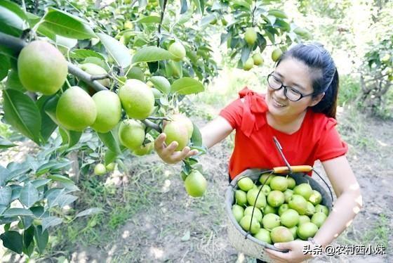 该如何去种植香梨 要做好哪一些