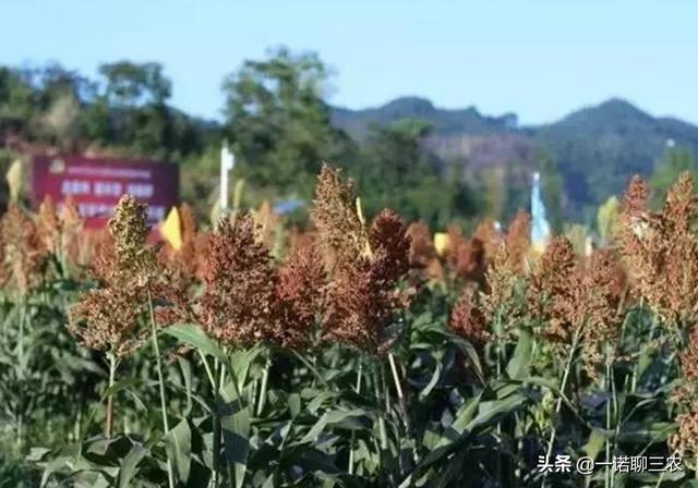 种植高粱，掌握高粱的栽培技术，提高高粱的产量以及质量