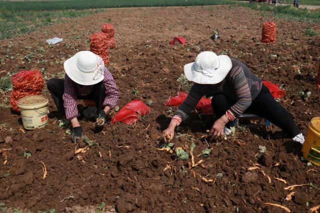 补肾之王地黄：农村种植的黄金项目，短周期回报的秘密武器”