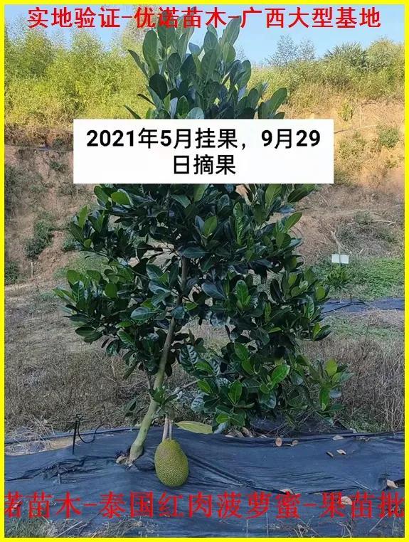 新特色品种泰国红肉菠萝蜜嫁接果苗 泰国8号菠萝蜜 泰国12号菠萝蜜