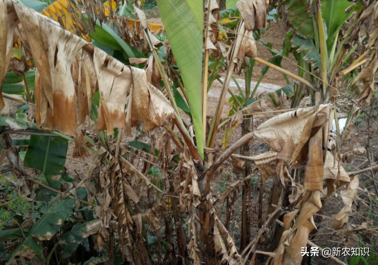 香蕉种植不简单，科学种植是关键，学问大着呢