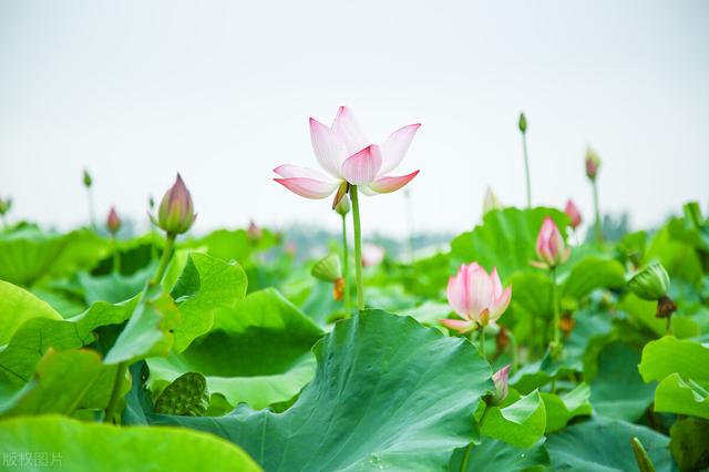 花期达半年以上的品种有哪些？这几种最适合四季种植