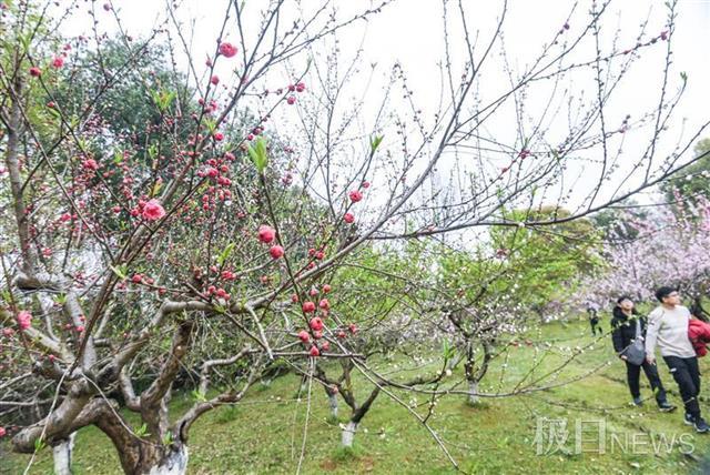 武汉植物园八成春花从野外“猎”来：红白花桃每朵花不一样，野生杜鹃王来汉40年……