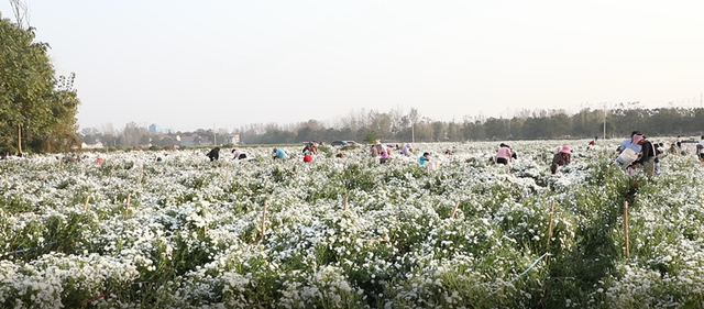 柘城县：菊开满地产业旺 乡村振兴活力足