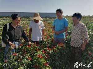 辣椒的种植时间和方法(亩收入1万元以上，这几种辣椒栽培模式，“中国辣椒之乡”正在用)