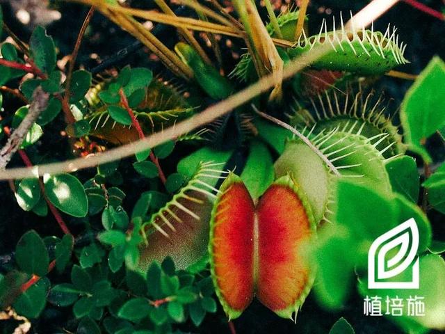 「植培施」捕蝇草 Dionaea muscipula 食虫植物栽培手册