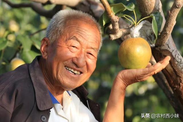 该如何去种植香梨 要做好哪一些