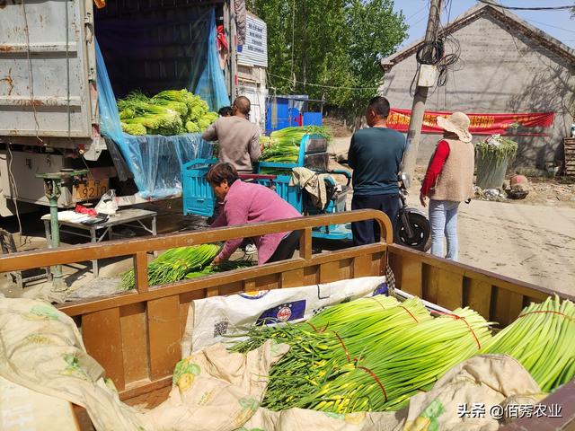 一举三得：安徽农民种植大蒜，田间套种中药材，蒜苔成特色产业