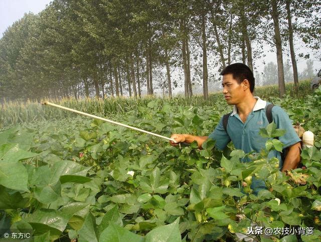 这些让棉花出苗齐、长势强、产量高的种植技巧，你都用对了吗？