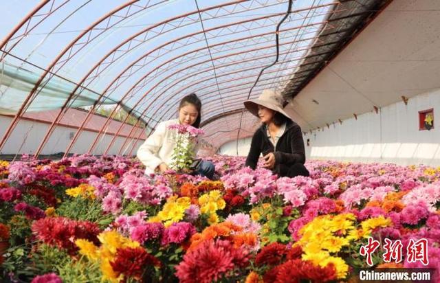 （乡村行·看振兴）新疆兵团：鲜花种植铺就乡村振兴“致富路”