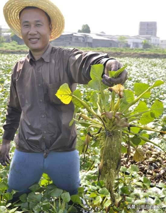 菱角好吃高产难，采用大棚浅水栽培，再注意十个细节，高产有保障