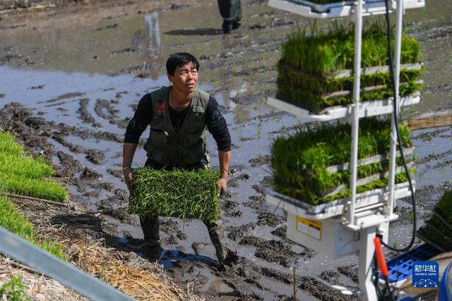 内蒙古：兴安盟水稻种植忙