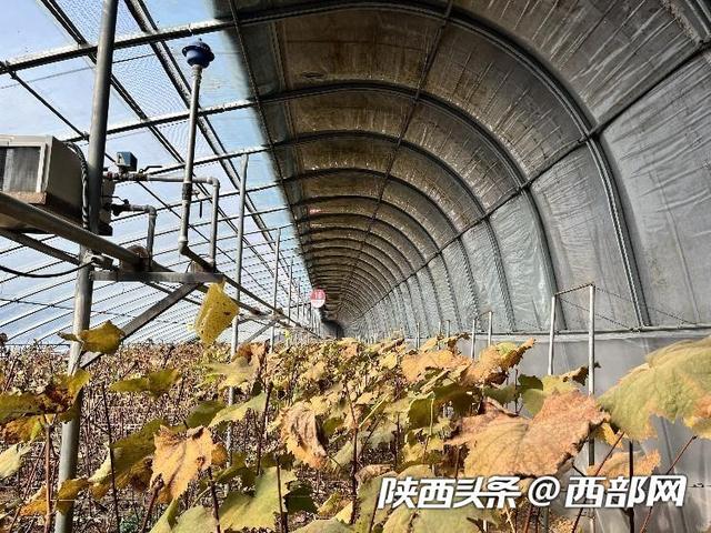 视频丨科技助农 西安鄠邑区灵山寺村“含香美人娇”葡萄挂出“致富果”