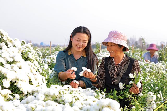 柘城县：菊开满地产业旺 乡村振兴活力足