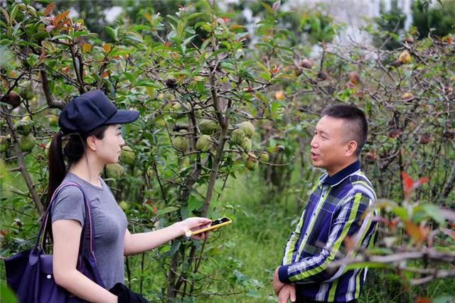 贵州正安：大山里的野果果，结出金黄致富路