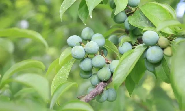 携带夏日的暖风，阿坝青脆李，如约而至