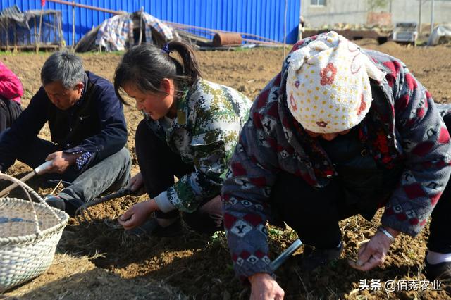 农村人种植中药材，惹邻居们羡慕，真的很赚钱吗？