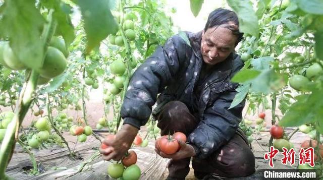 陕西甘泉：冬季大棚内“红果”满园  反季蔬菜促增收