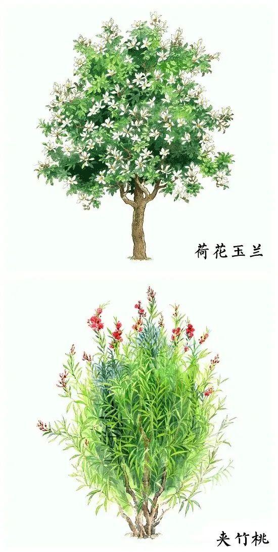 「绘画参考」18种水彩植物的图集（植物参考）